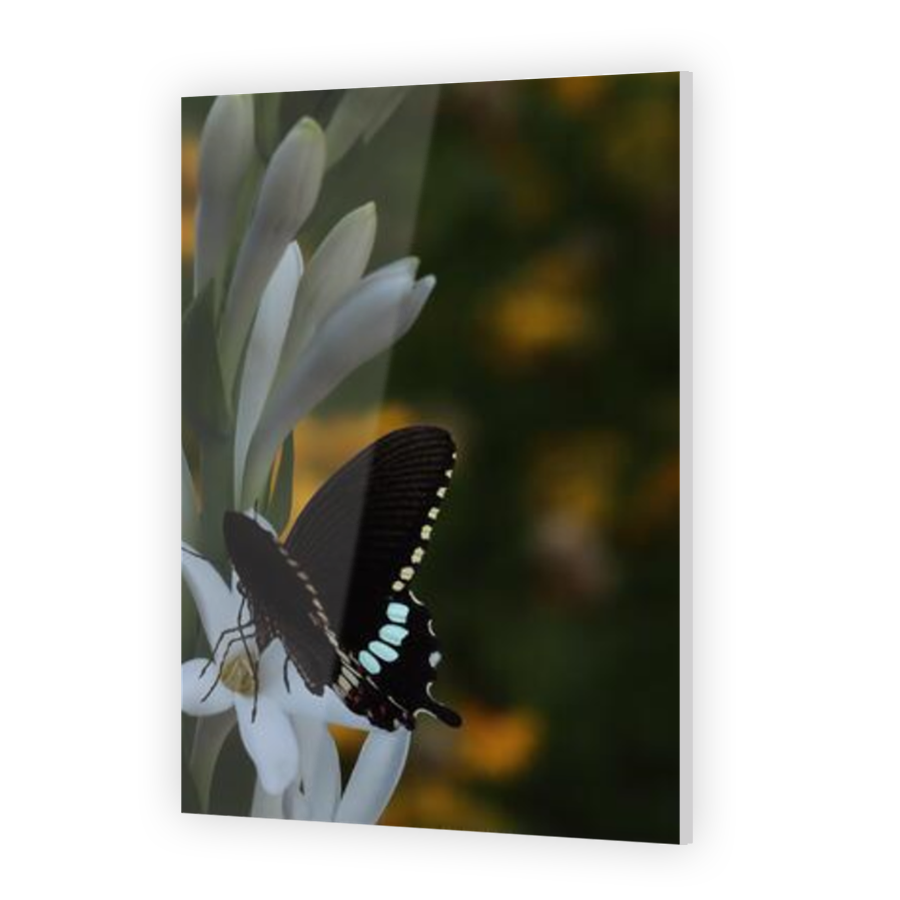 Thumbnail for Acrylic