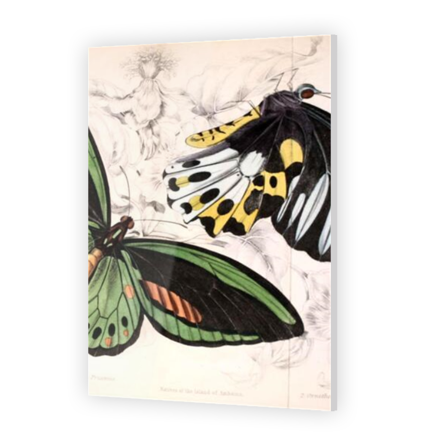 Thumbnail for Acrylic