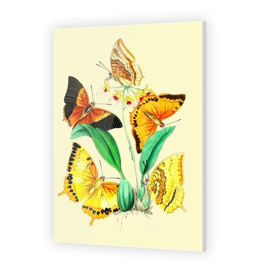 Thumbnail for Acrylic