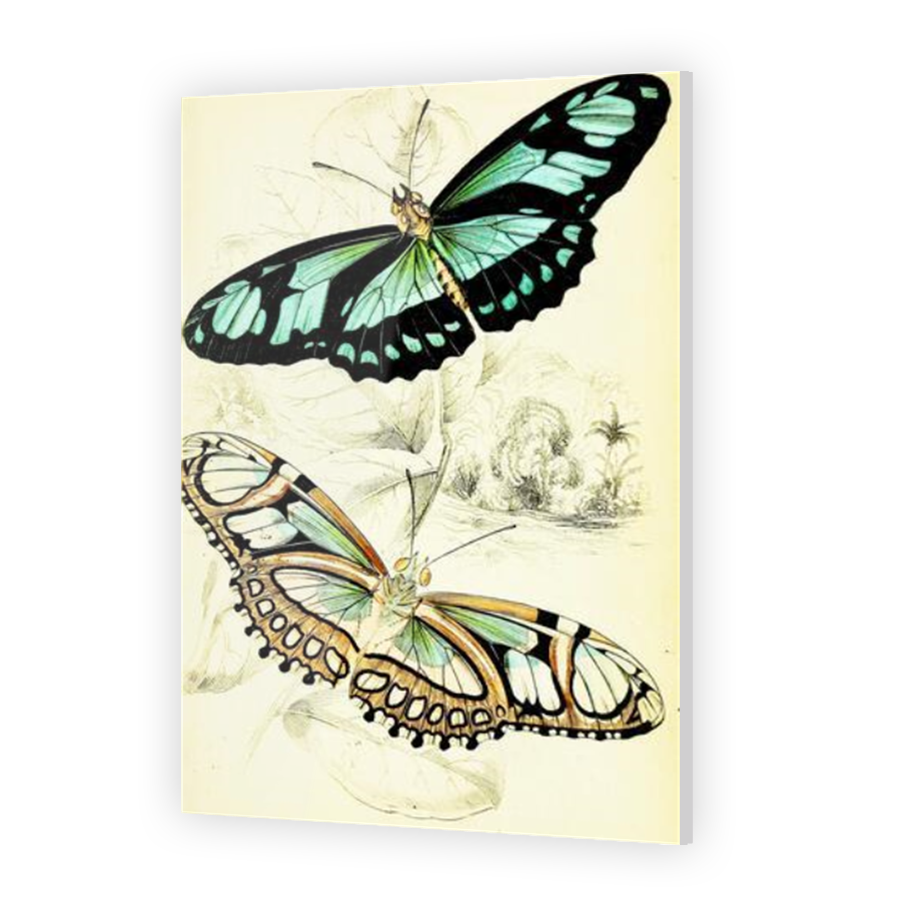 Thumbnail for Acrylic