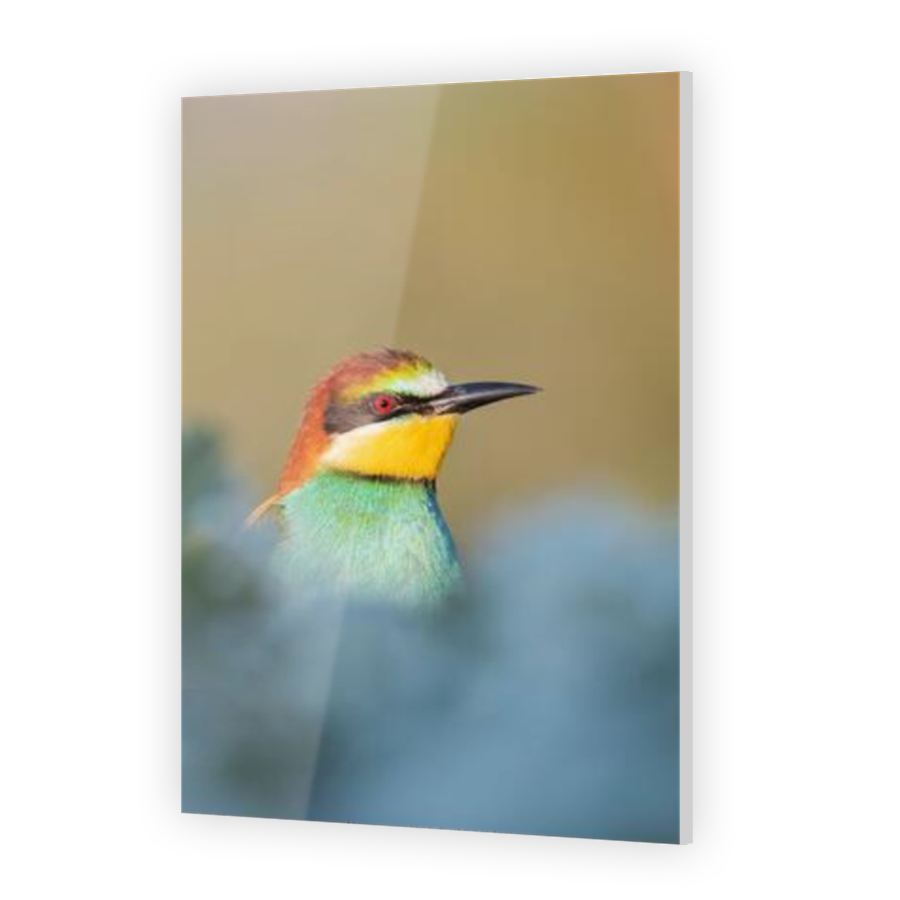 Thumbnail for Acrylic