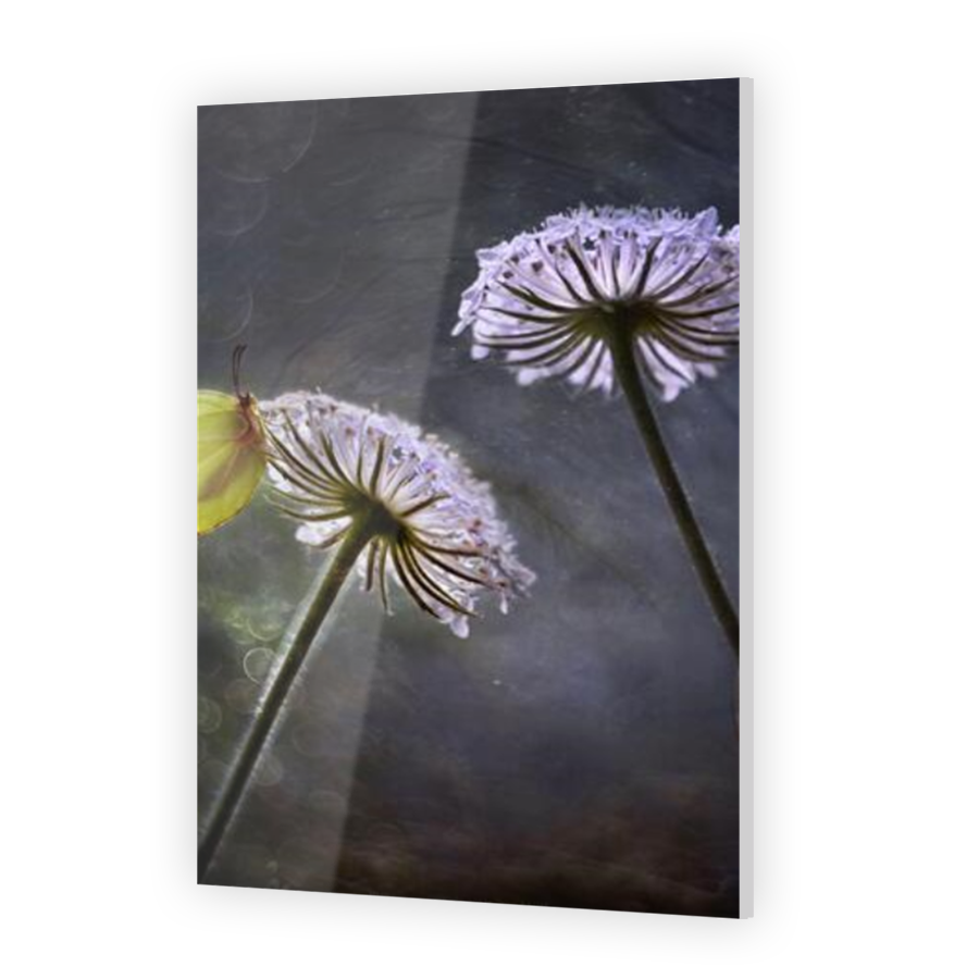 Thumbnail for Acrylic