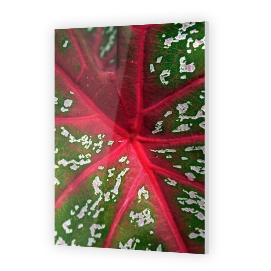 Thumbnail for Acrylic