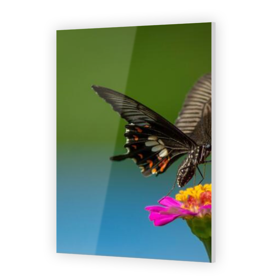 Thumbnail for Acrylic