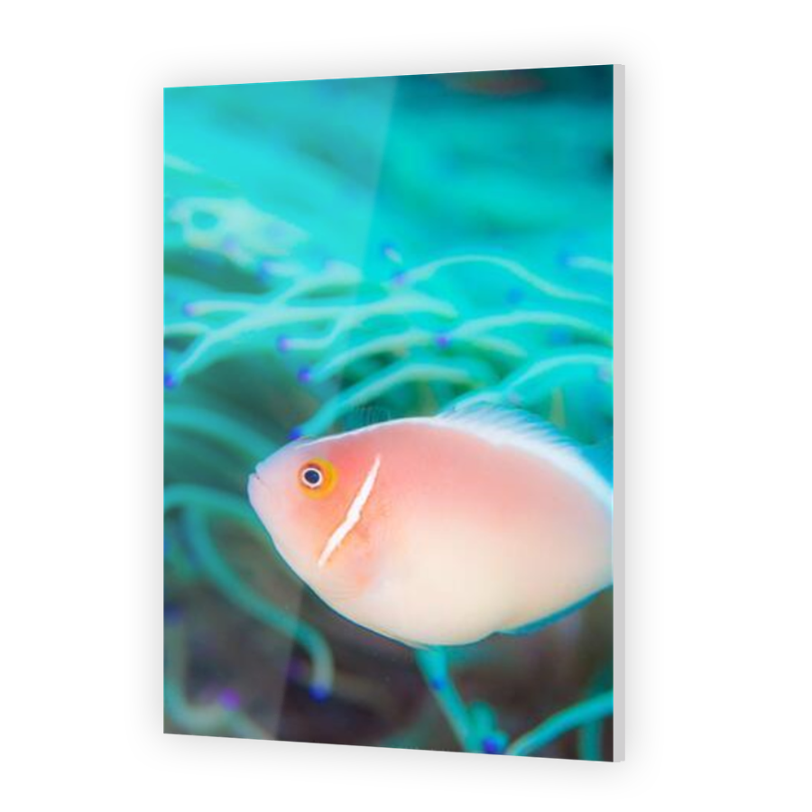 Thumbnail for Acrylic