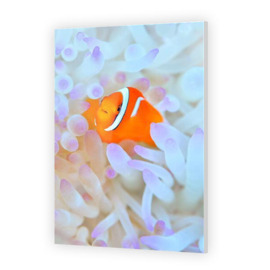 Thumbnail for Acrylic