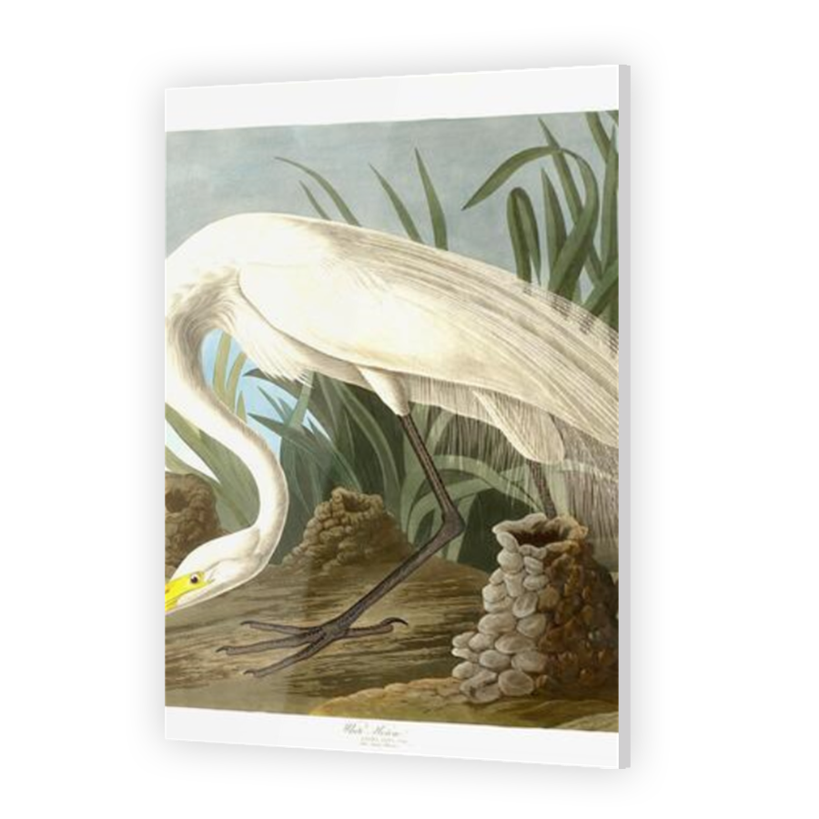 Thumbnail for Acrylic
