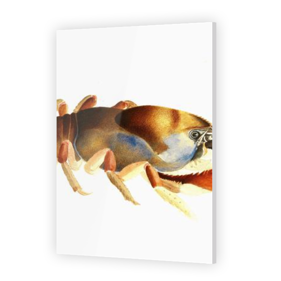 Thumbnail for Acrylic