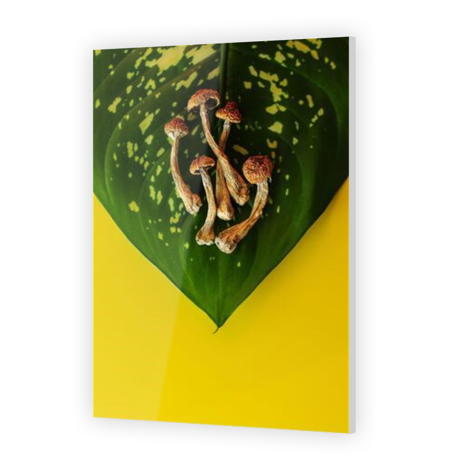 Thumbnail for Acrylic