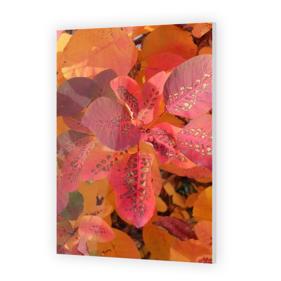 Thumbnail for Acrylic