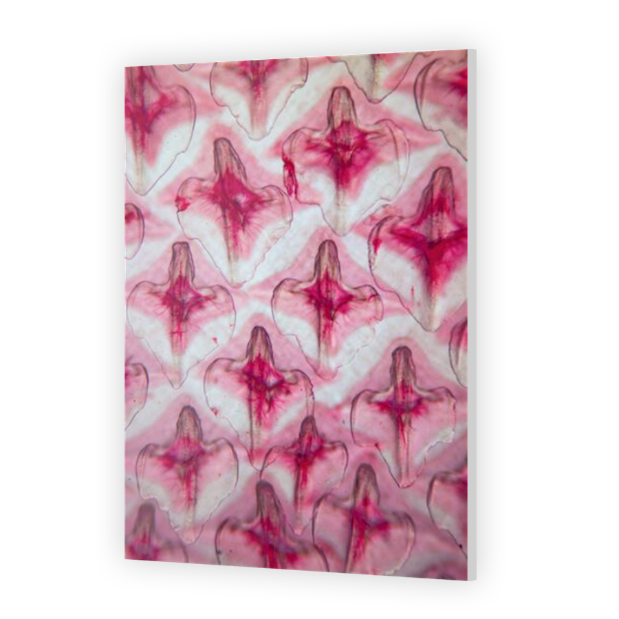 Thumbnail for Acrylic