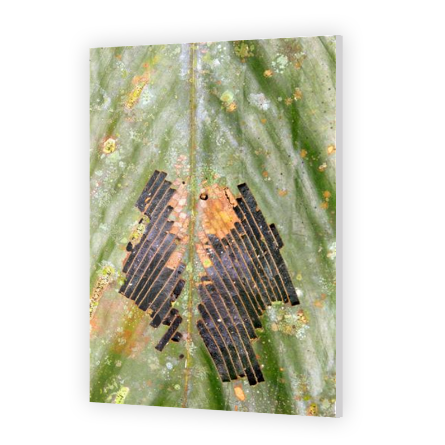 Thumbnail for Acrylic