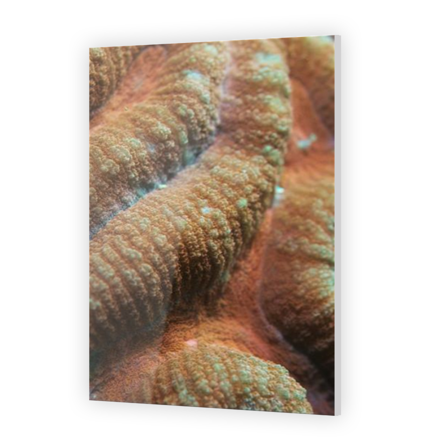 Thumbnail for Acrylic