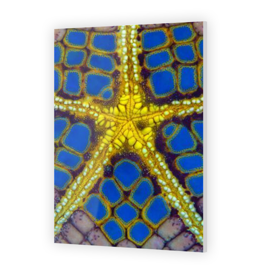 Thumbnail for Acrylic