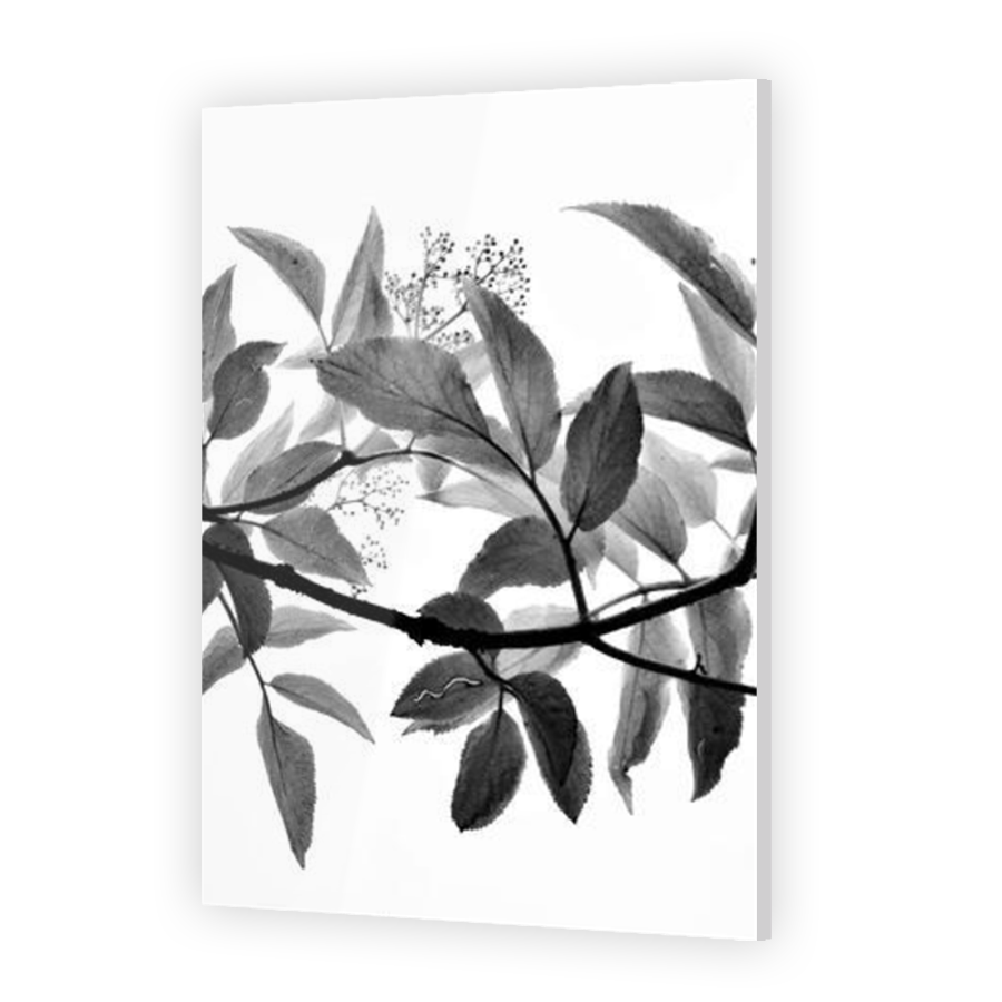 Thumbnail for Acrylic