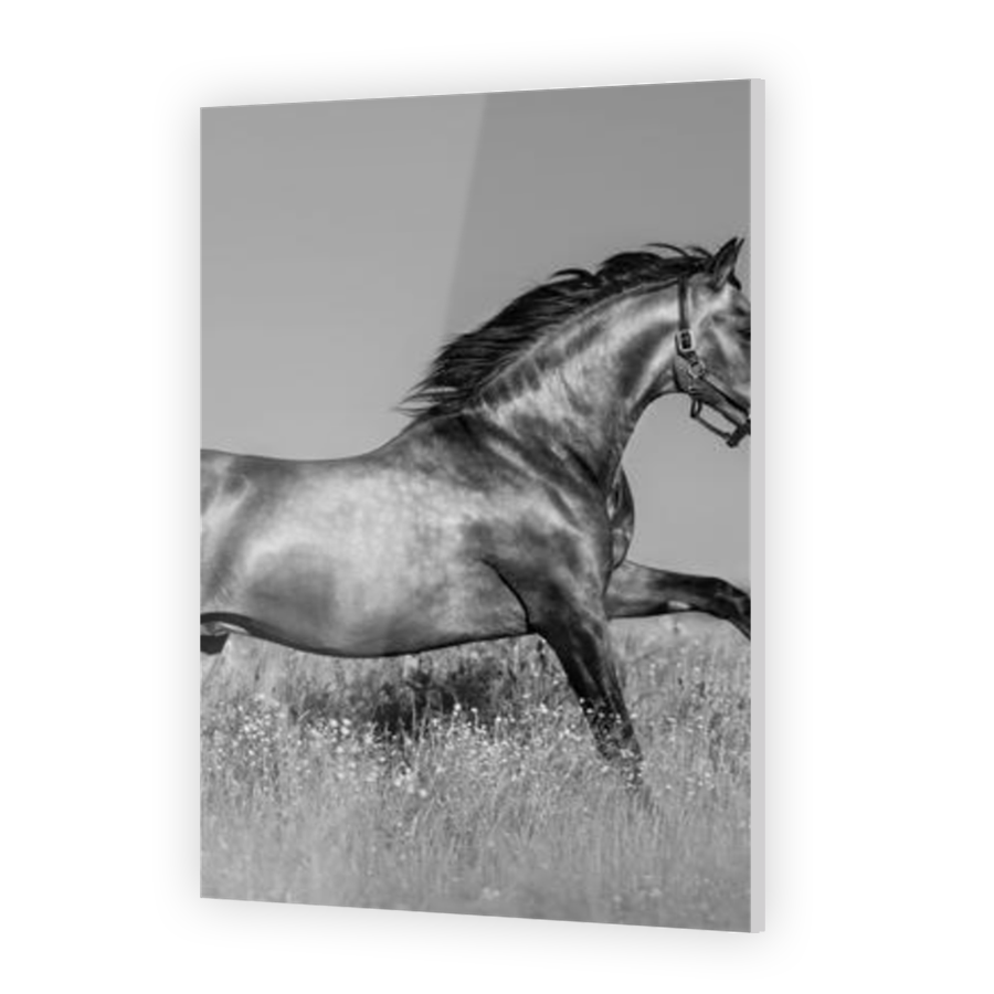 Thumbnail for Acrylic