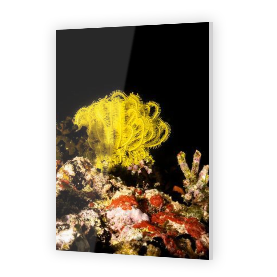 Thumbnail for Acrylic