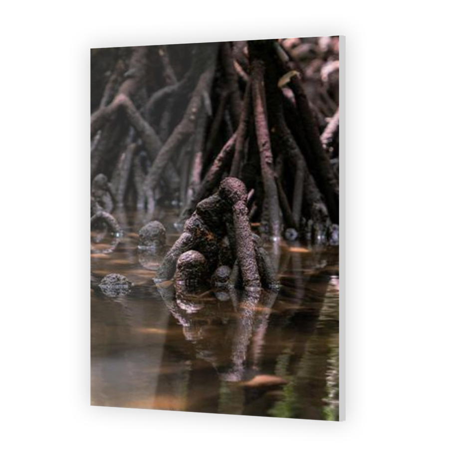 Thumbnail for Acrylic