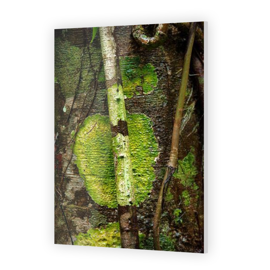 Thumbnail for Acrylic