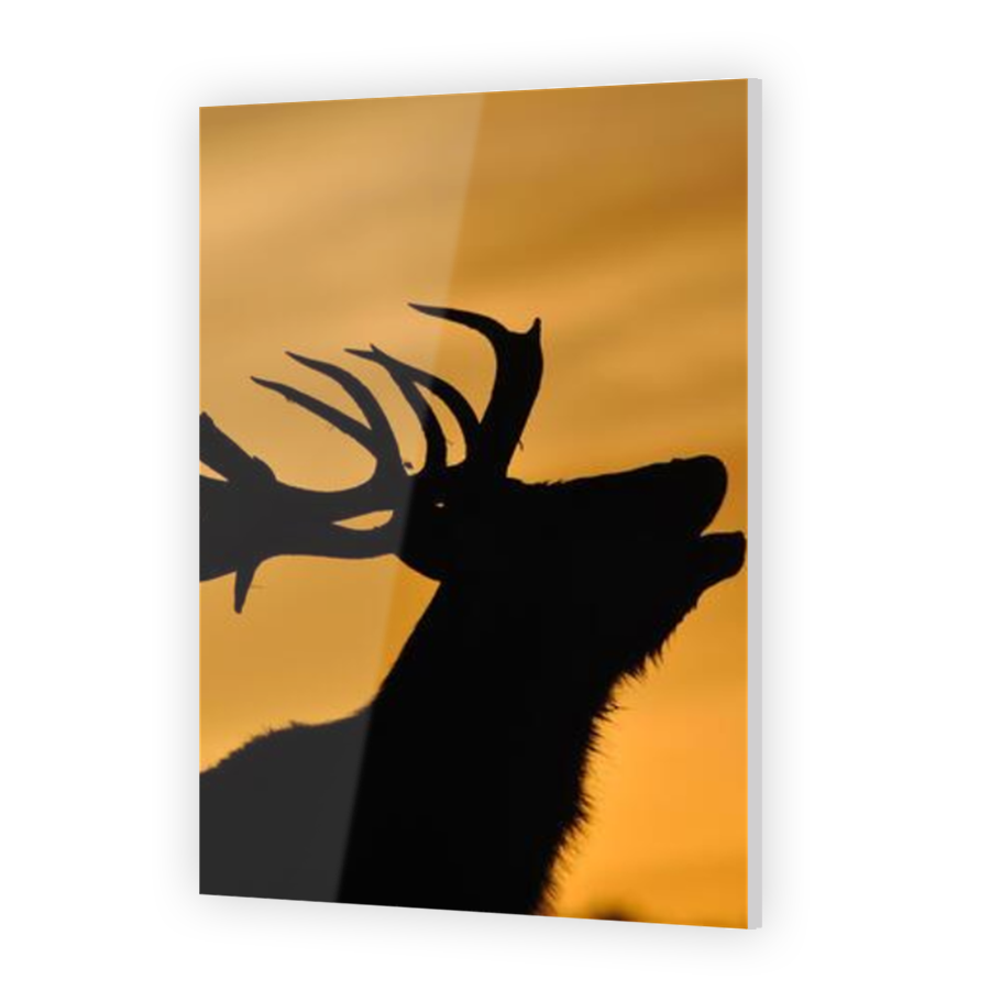 Thumbnail for Acrylic