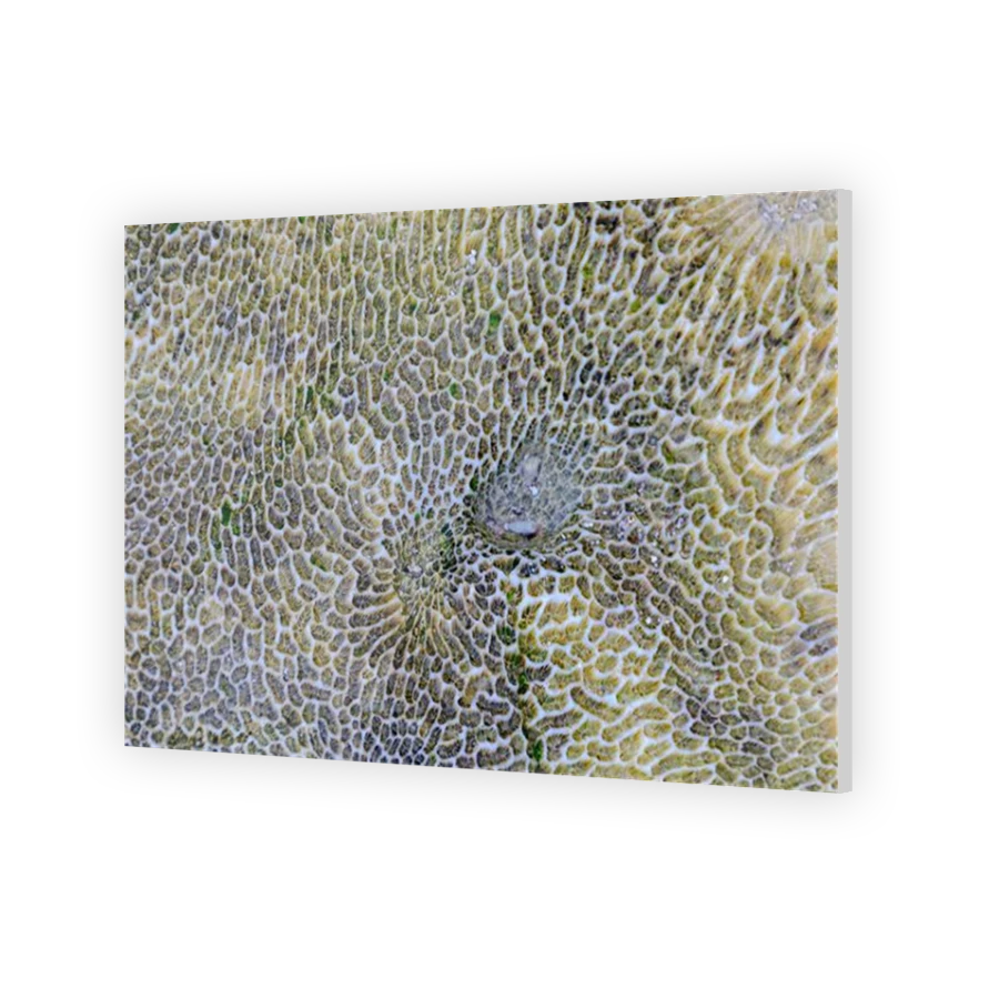 Thumbnail for Acrylic