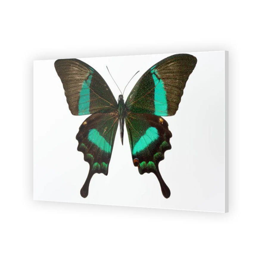 Thumbnail for Acrylic