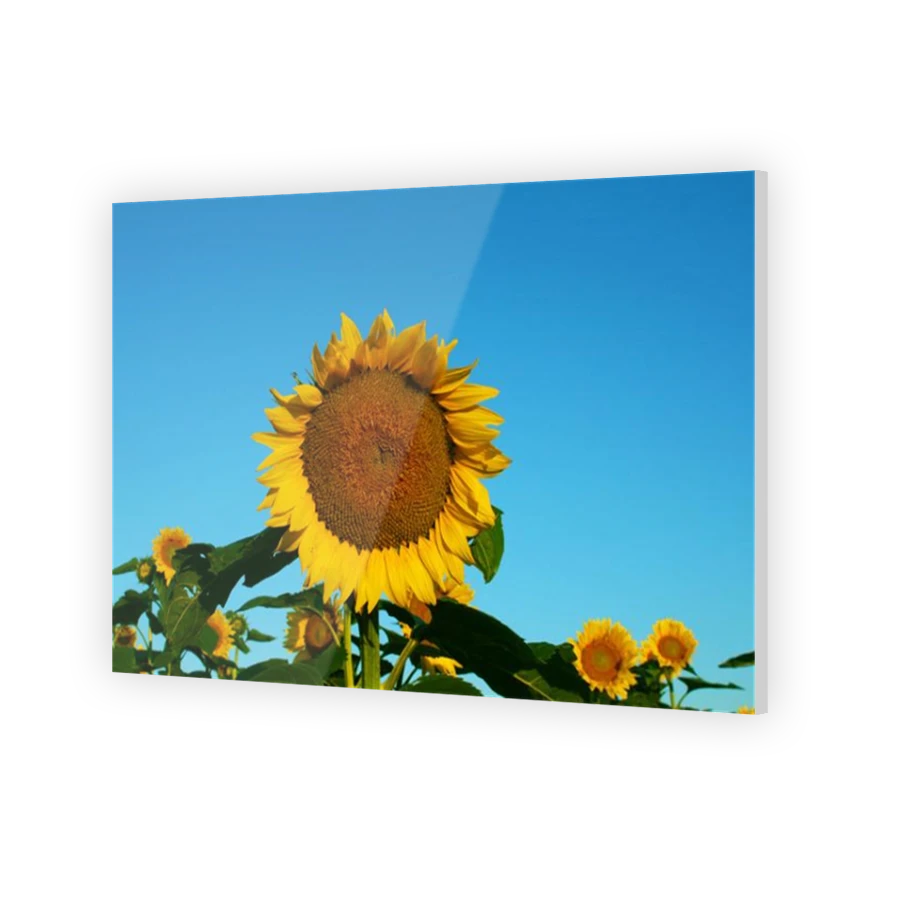 Thumbnail for Acrylic