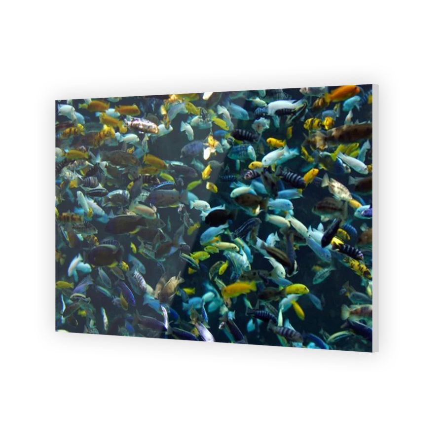 Thumbnail for Acrylic