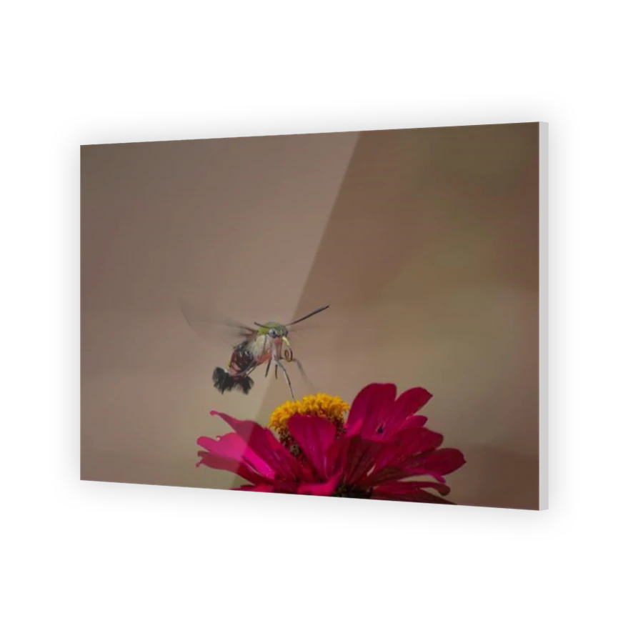 Thumbnail for Acrylic