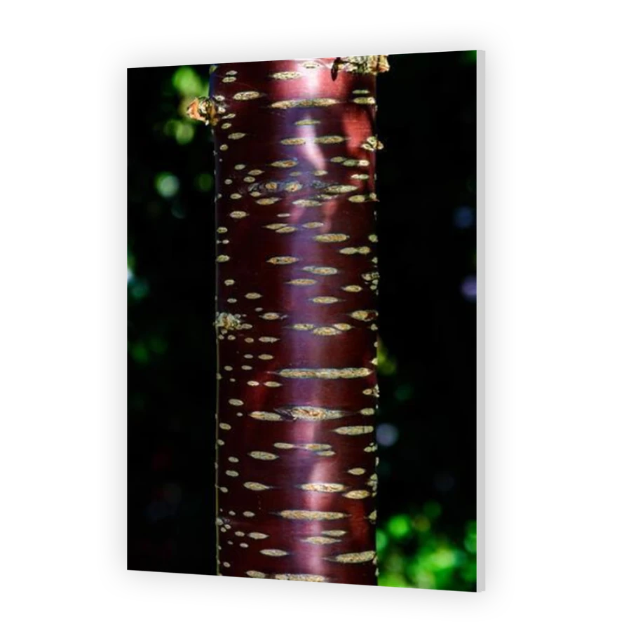 Thumbnail for HD Metal
