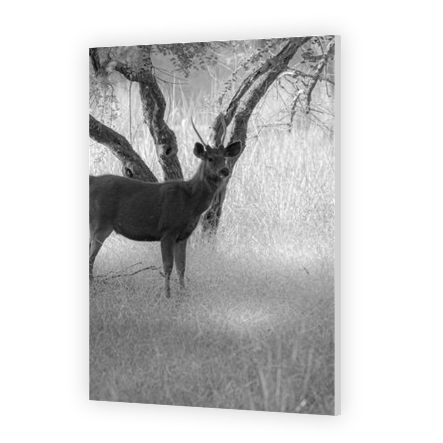 Thumbnail for HD Metal