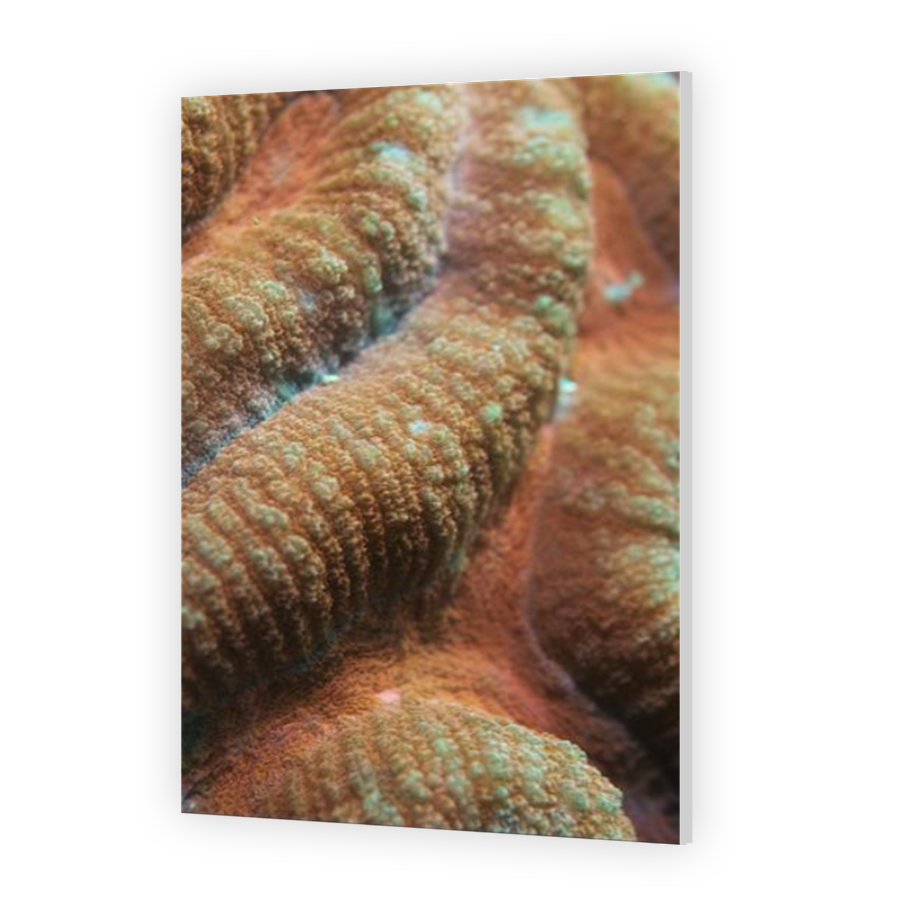 Thumbnail for HD Metal